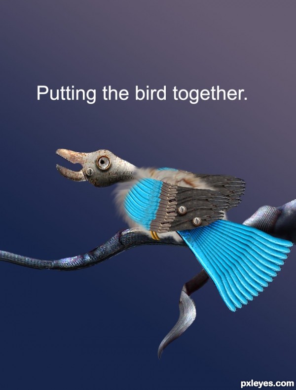 Creation of BIRD: Step 10