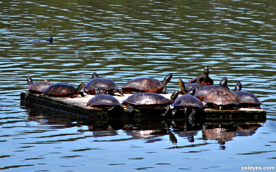 Turtle Party