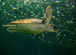 Sea turtle