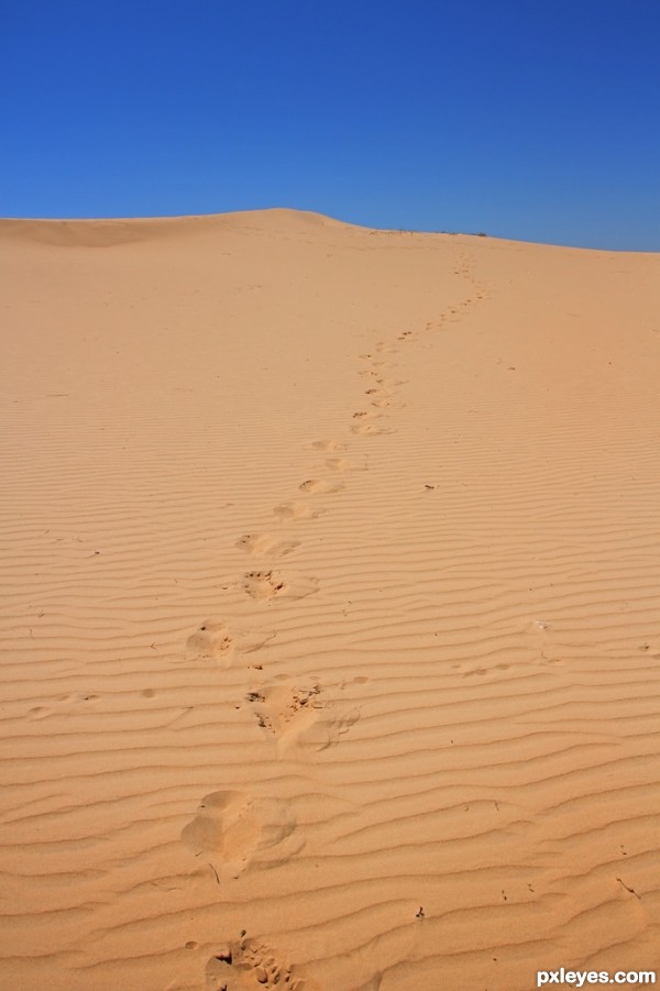 Monahan Sand Hills