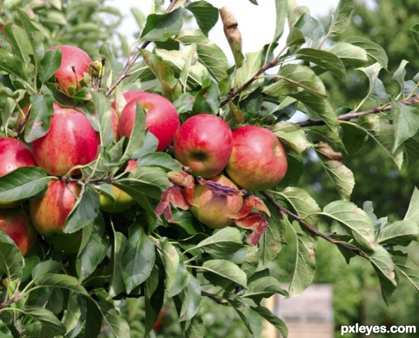 Creation of Crabapples: Step 2