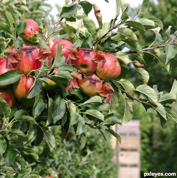 Creation of Crabapples: Step 4