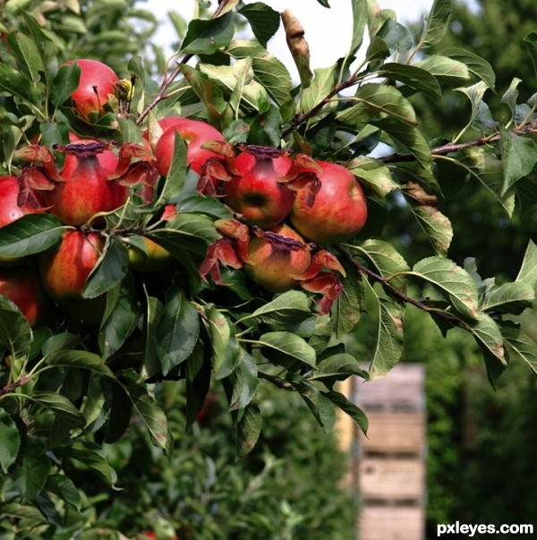 Creation of Crabapples: Step 5