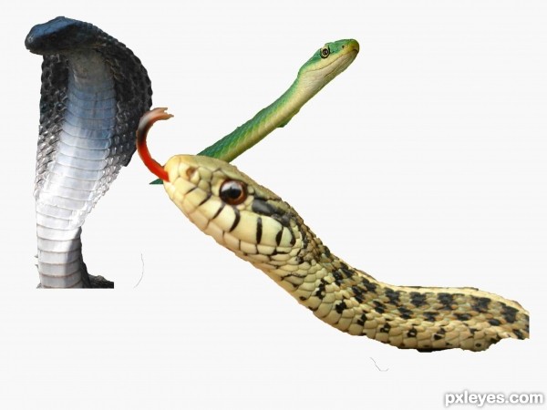 Creation of Snakes: Step 2