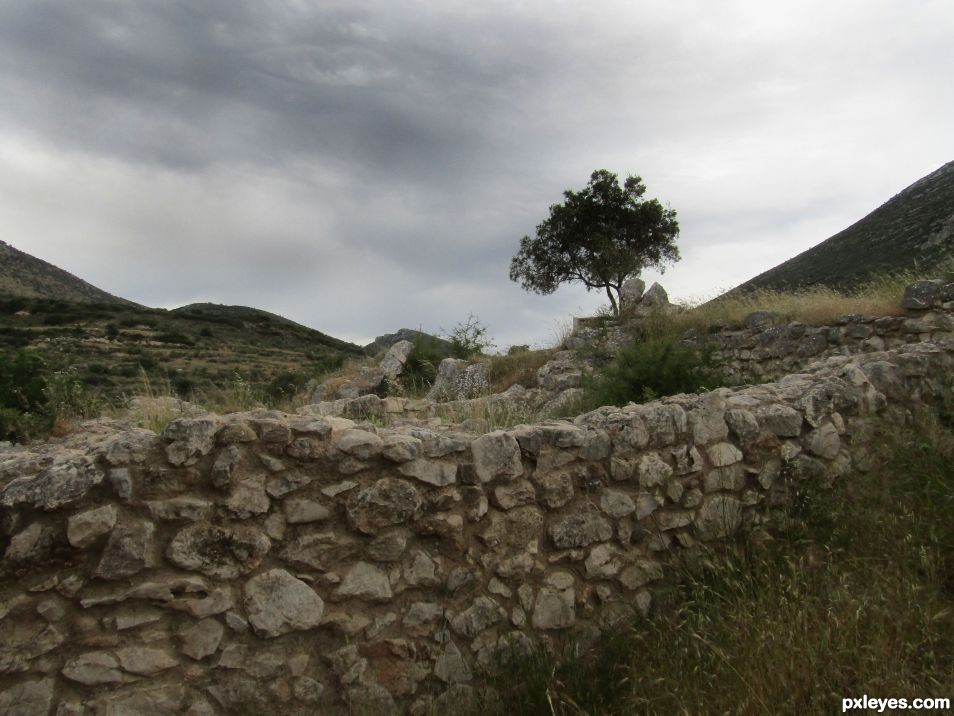 Lonely tree in Mycenes