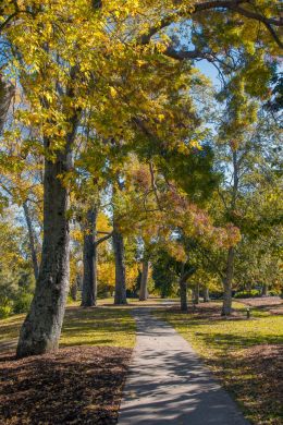 Autumn trees in the park