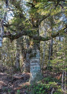 Old Kauri, growing at over 1000m, 3000 feet