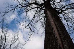 Patterned Tree