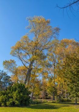 Autumn trees