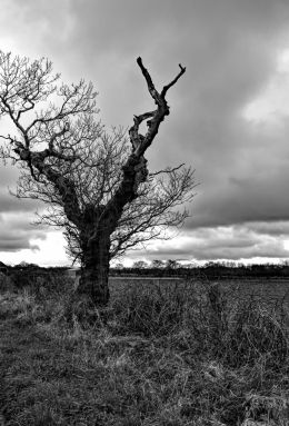 Lone Tree