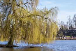 Willow tree