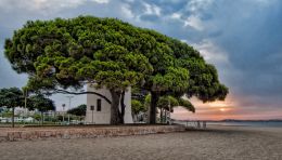 Cambrils Trees