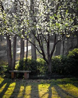 Flowering Pear