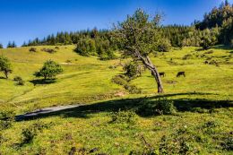 Out in the Pasture