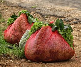 Two Triangular Lettuce Carriers - really