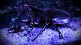 Cosmic Beetle