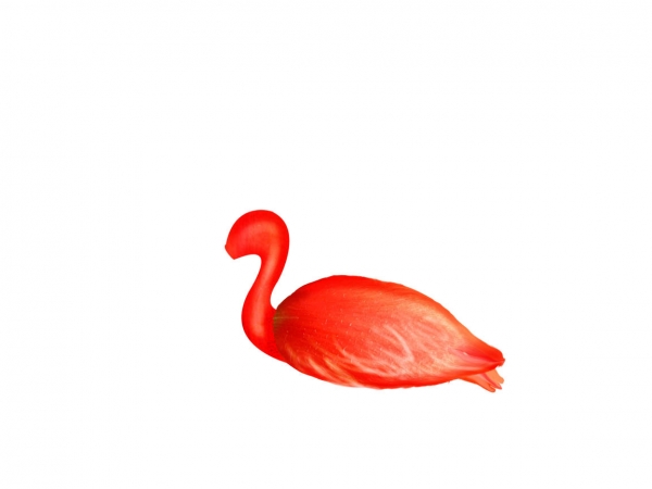 Creation of Scarlet Ibis: Step 3