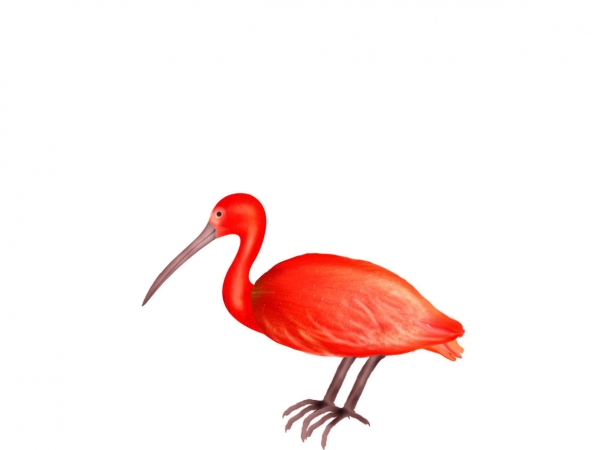 Creation of Scarlet Ibis: Step 4