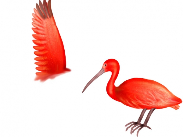 Creation of Scarlet Ibis: Step 5