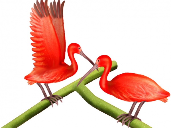 Creation of Scarlet Ibis: Step 7