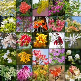 Flowering trees