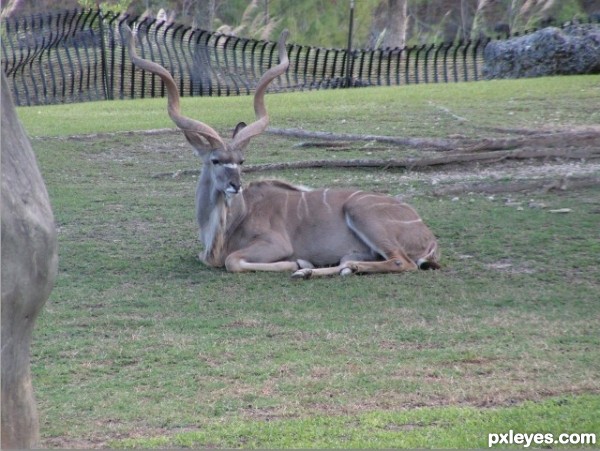 Creation of Public Art with Antelope: Step 2