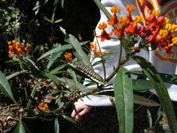 Creation of Baby Monarch Butterflies: Step 1