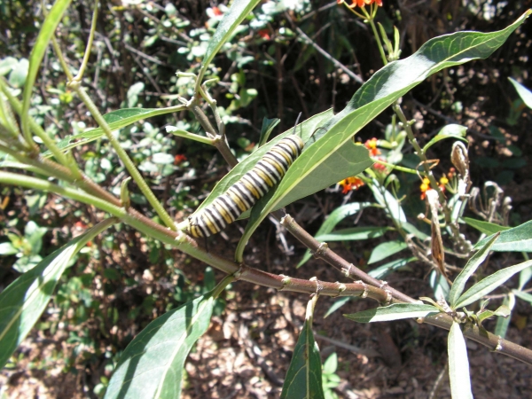 Creation of Baby Monarch Butterflies: Step 2