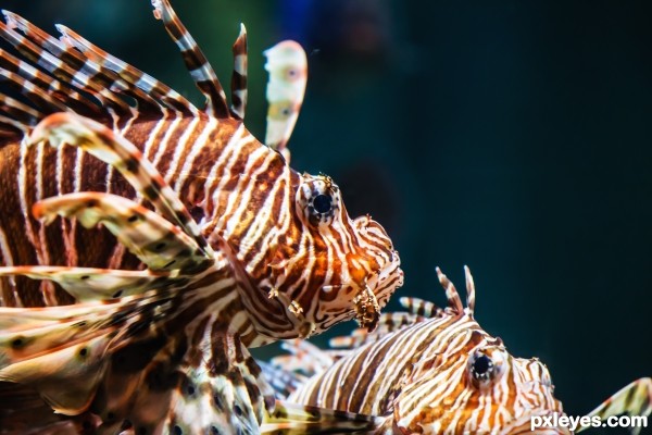 Pterois