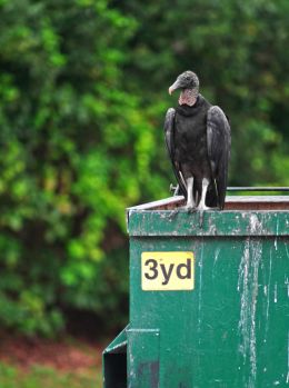 Black Vulture