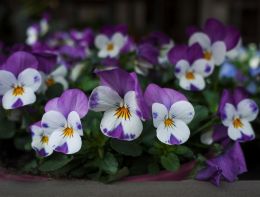 Violas