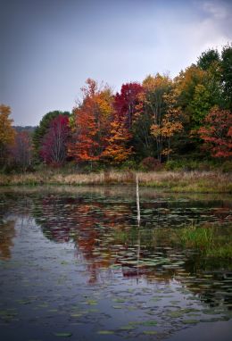 Pond