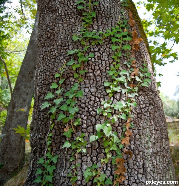 in forest