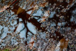 Autumn puddle