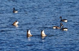 Goose Butts