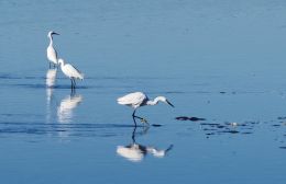 Egrets