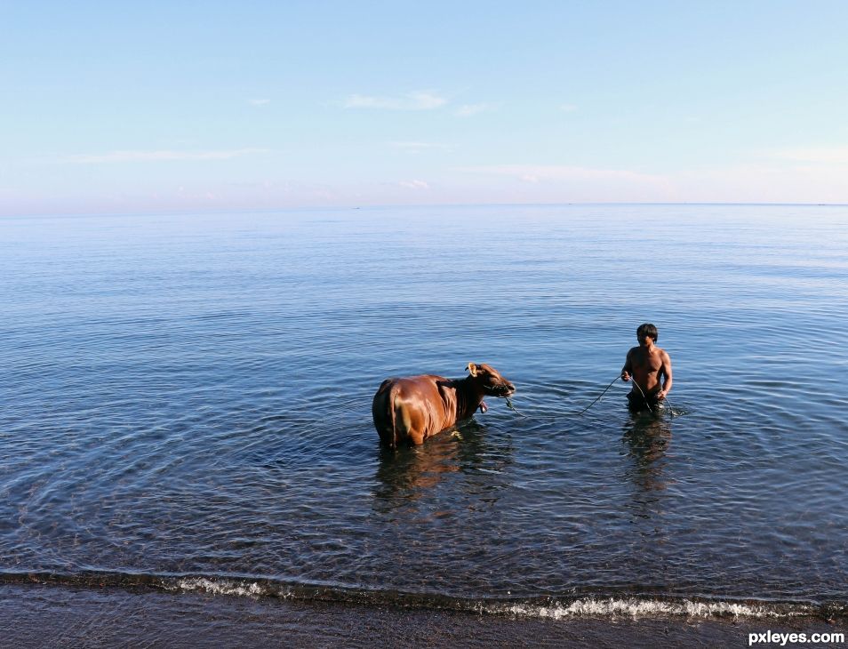 Entry number 108754 Man bathing his cow in sea waters, Bali