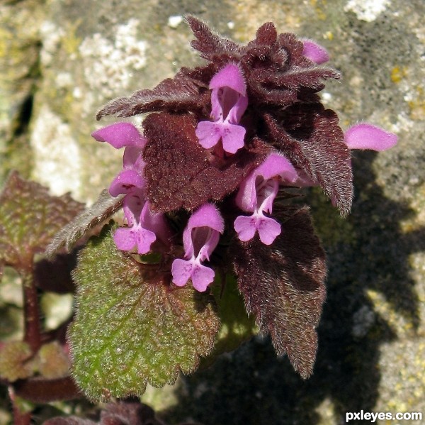 Red Dead-Nettle