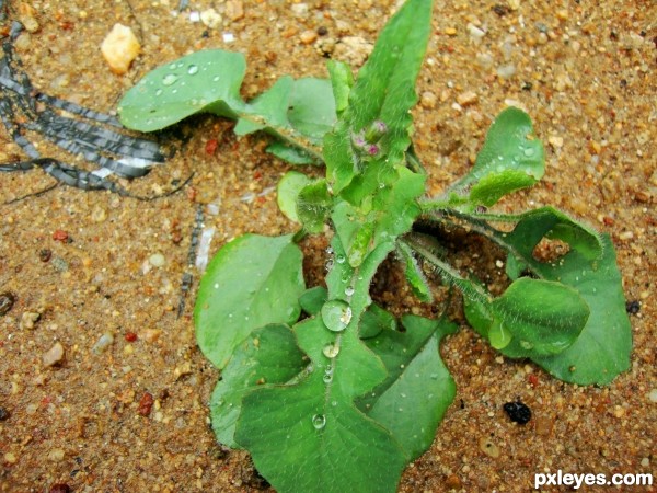 Asian knotgrass