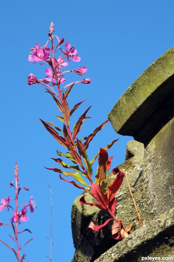 Rosebay Willowherb