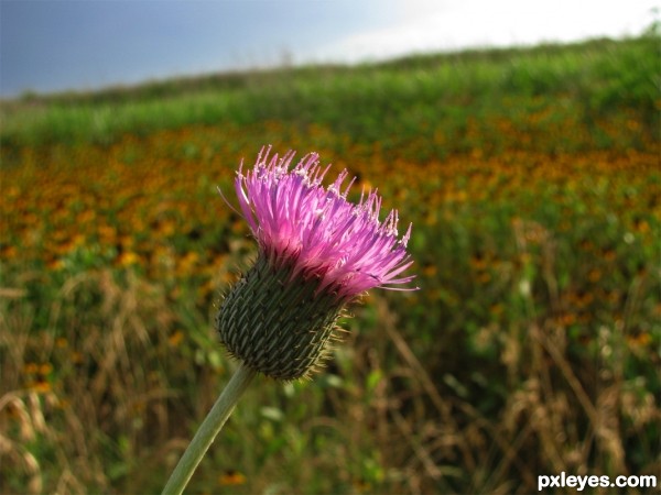 Creation of Single Thistle: Step 1