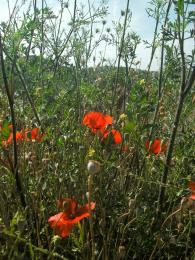 of poppies and other weeds