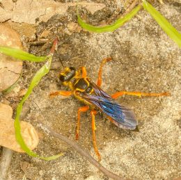 wasp digging hole in the ground amid sand, leaves and grass