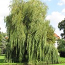 wheeping willow source image