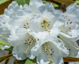 White rhododendron