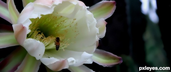 Bee in flower