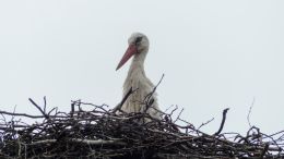 Stork