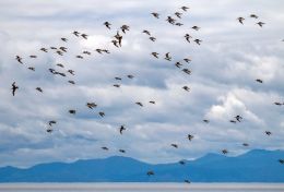 The Godwits have arrived