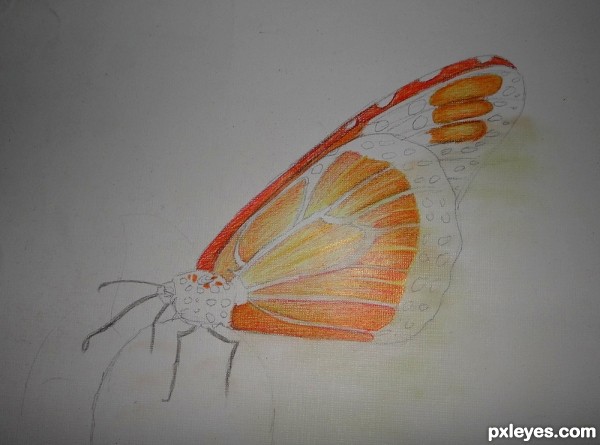 Creation of Butterfly  : Step 4