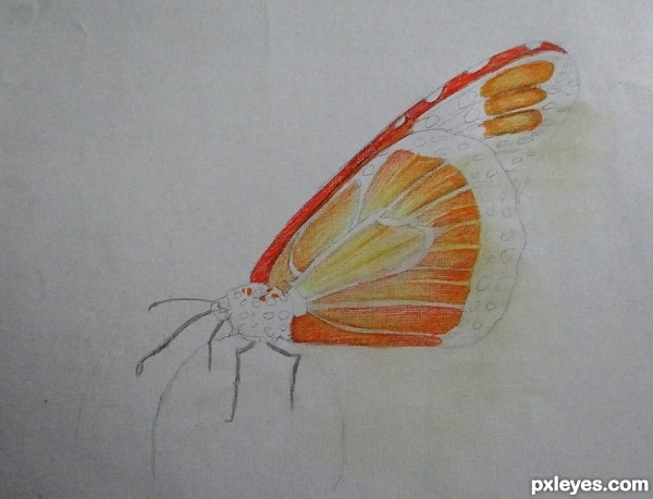 Creation of Butterfly  : Step 5